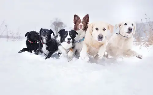 Породы для собак